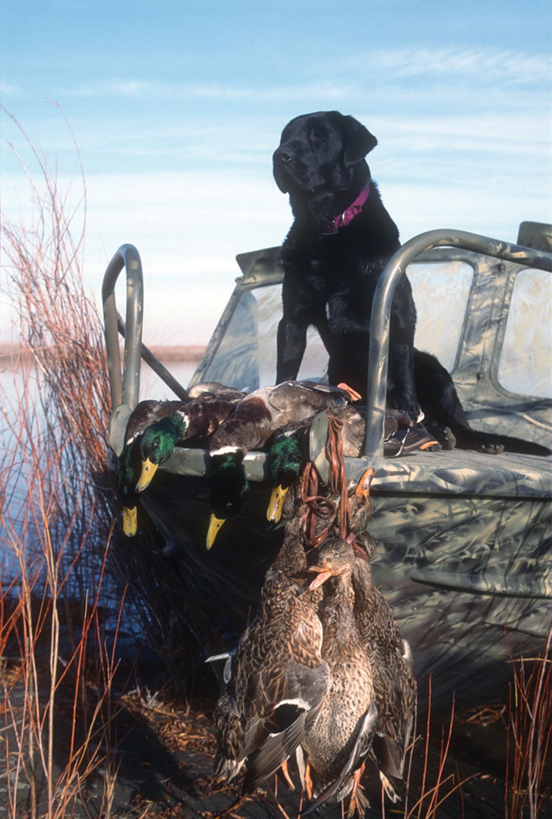 This bag of mallards was shot on Potholes Reservoir in Washington.